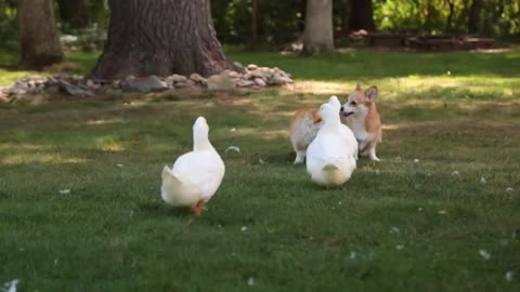 Fun_with_Corgis..._and_Ducks