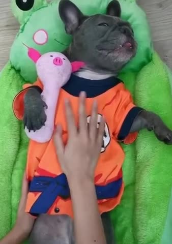 Lolo Dogs 😮 Funny Pets Reaction | Funny Cute Pets