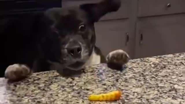 That Face 🐶 - Funny Dog Videos 2021 😂 #shorts