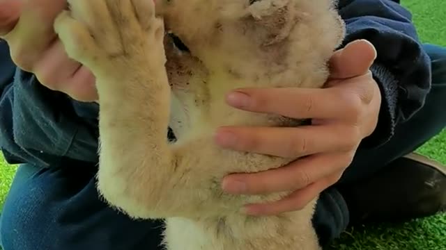 Cute little lion is drinking water