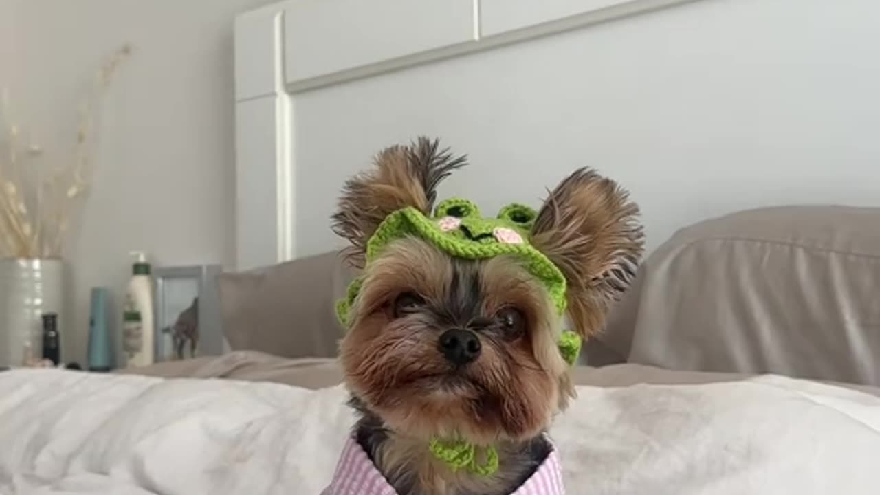 A froggy summer day ️ #duckytheyorkie