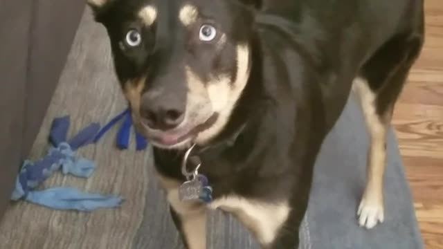 Black dog sticks out tongue every time toy squeaks.