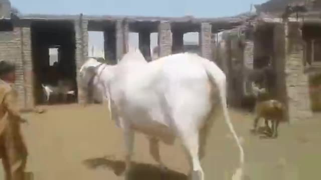 Nokri bachri- Khan Cattle and Goat Farm