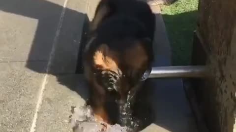 happy dog