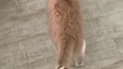 Cute and Funny Animal Video Funniest Viral Puppy and Cat clips shorts video funny animals_360p