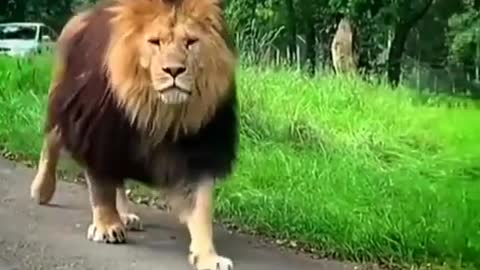 best attitude lion status