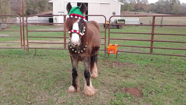 Gypsy Horse Quiggly's Merry Christmas Video