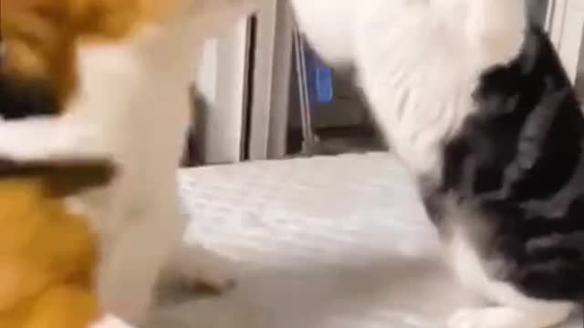 A dog-cat fight is SO CUTE 😂