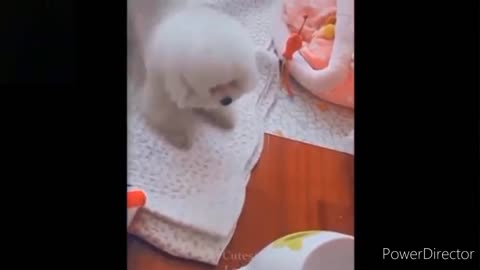 ❤️Cute And Funny Pets