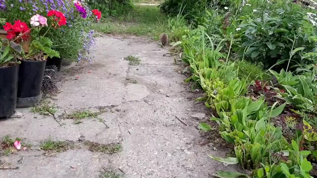 Curious hedgehog