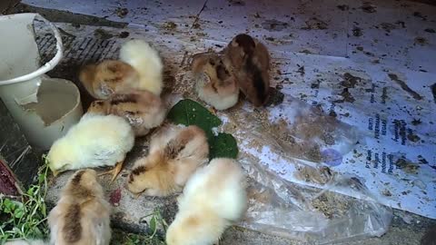 Oddly Satisfying Sleep Video With Chicks - Day1 - Satisfying Video