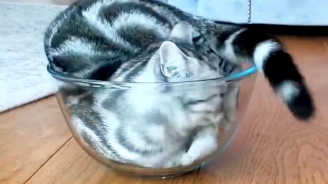 He is trying to fit him in This Bowl.