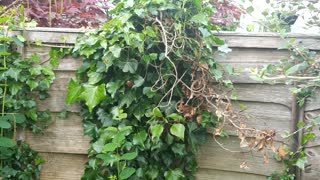 Ivy tree