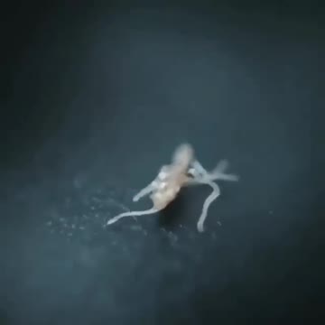 Weird Cryptid, Science Experiment, Mythical Beings, Aliens or Demons. You decide #2