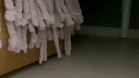 Cute little cat IN THE BEDROOM