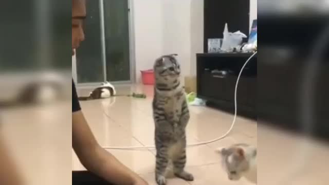 MUST WATCH Funny Cats Videos Compilation