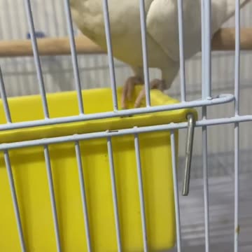 😍😍😍my birds