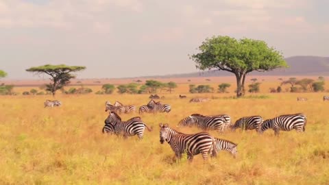 Animal Kingdom in 4K, Amazing Wild