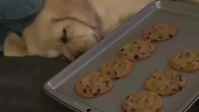 Deep Sleeping Dog 😍😘🥰🤣😛 😜 😝 | Funny Dog Video Compilation | The Digital TV