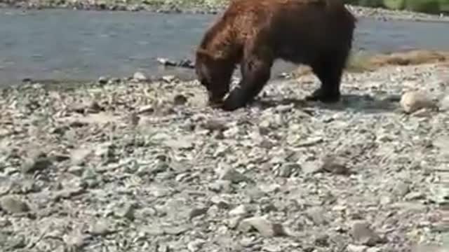 Bear encounter in Katmai national park Alaska
