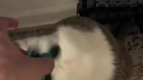 cat playing with fidget spinner