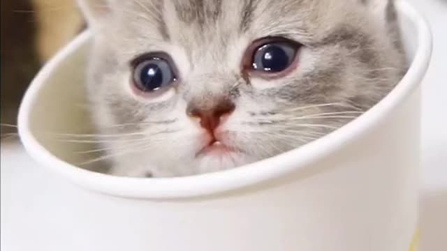 Cute Cat in Cup