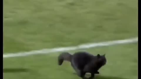 watch how a cat scores agoal in a match