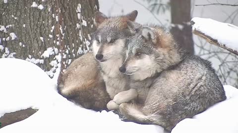 Critically Cute Wolves Snuggle in the Snow