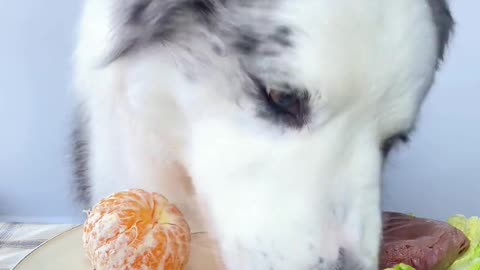 help! why is it so hard for the dog to eat a dish