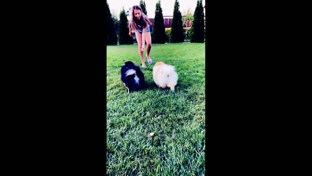 Dog puppy best funny moment videos,