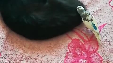 Parrot cat. Parrot won't give up on trying to befriend cat