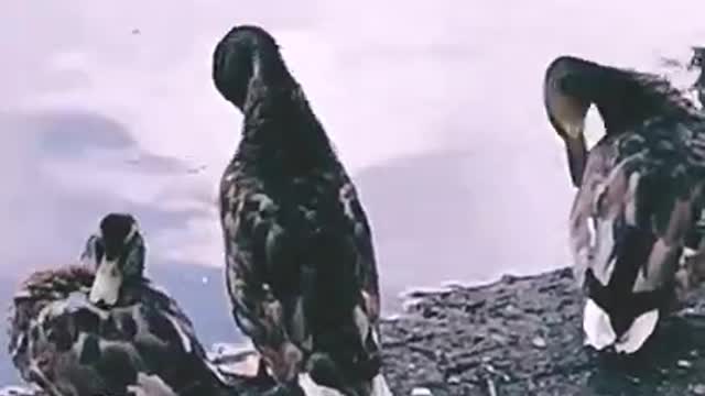 When a duck observes its surroundings, it remains very calm.