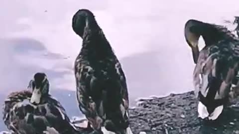 When a duck observes its surroundings, it remains very calm.