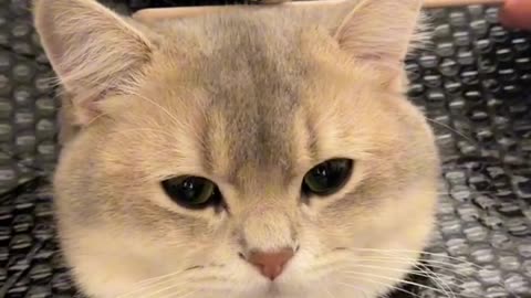 Immersive cat hair care, super stress relieving, come and take a look at your cat