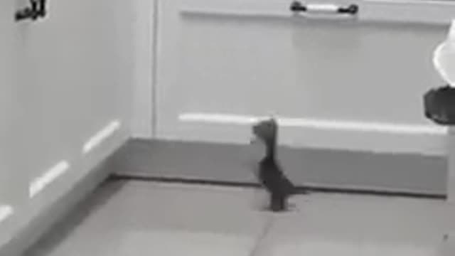 My little cat cant To jump