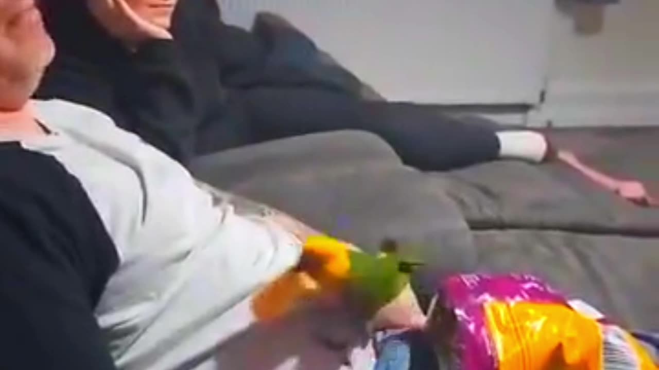 clever bird funny bird video 🐦😁👍