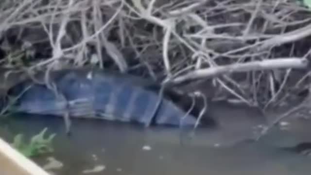 Anaconda gets stuck after eating/ Sucuri fica presa após comer