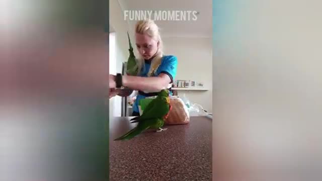 Funny Parrots - Parrot Talking Videos /Funny Moments