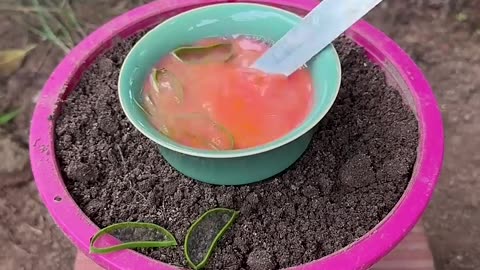 Easy To Harvest Eggplant With Unique Planting Skills! #shorts #satisfying #farming