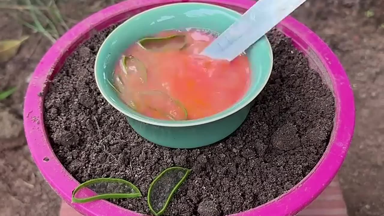 Easy To Harvest Eggplant With Unique Planting Skills! #shorts #satisfying #farming