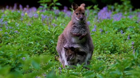 One of the most beautiful 🥰 and cute 🦄 animal 🦄 on the planet, 💕 mom and baby, cute Animals