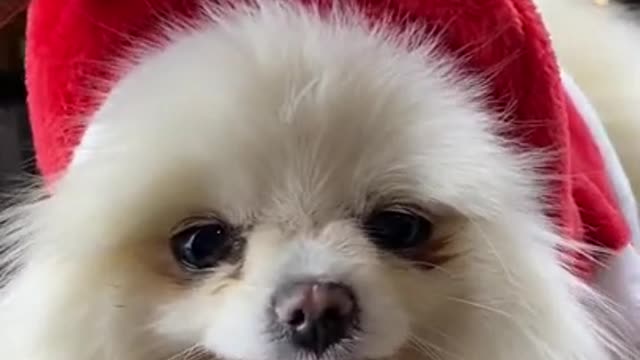 Cute Dog getting ready for Christmas 2021