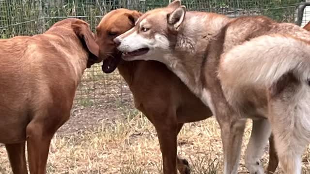 Canines from Sirius constellation (book 4)