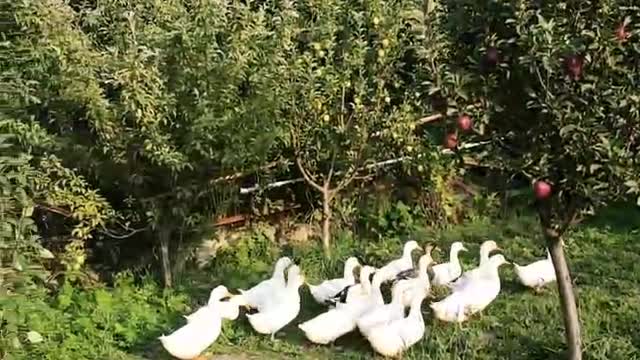 Grandmother's geese in the village