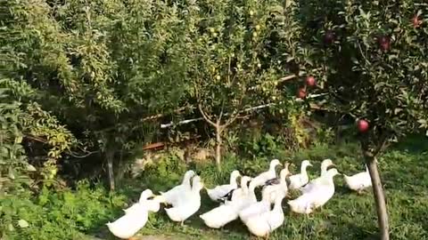 Grandmother's geese in the village