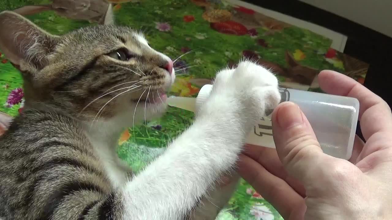 How to Feed a Cute Cat with the Baby Bottle