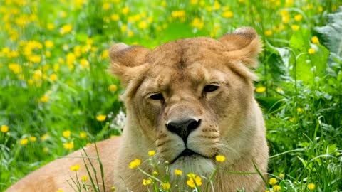 Beautiful lion animal