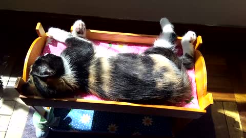 Amelie taking a nap on her bunk