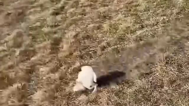 funny puppy