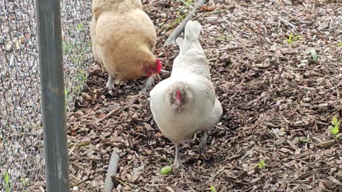 OMC! Whitey and friends having so much fun! 🐔😂😍#chickens #hens #whitey #fun #pecking #shorts